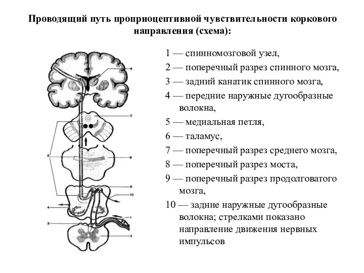 Проводящий путь проприоцептивной чувствительности коркового направления (схема): 1 — спинномозговой