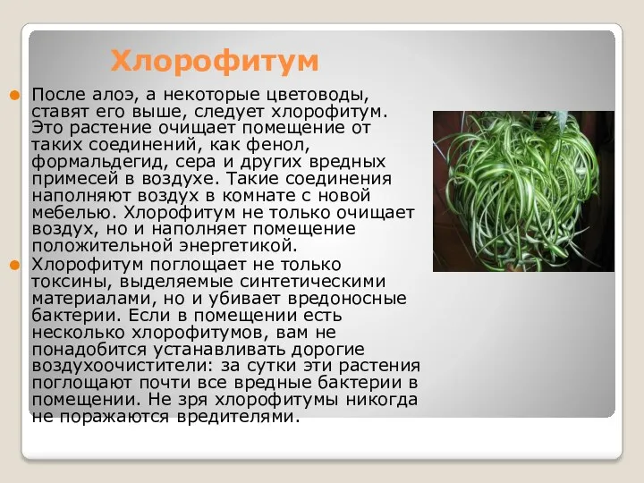 Хлорофитум После алоэ, а некоторые цветоводы, ставят его выше, следует хлорофитум. Это растение