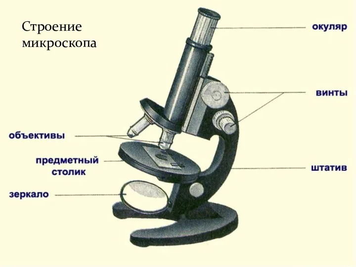 Строение микроскопа