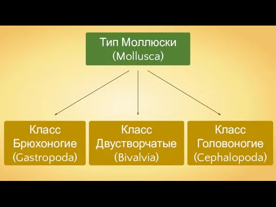 Класс Брюхоногие (Gastropoda) Тип Моллюски (Mollusca) Класс Головоногие (Cephalopoda) Класс Двустворчатые (Bivalvia)