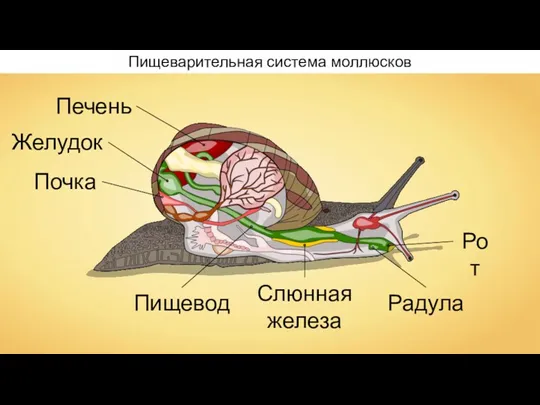 Рот Пищевод Желудок Почка Печень Слюнная железа Пищеварительная система моллюсков Радула