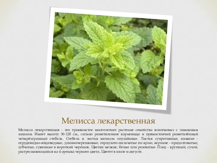 Мелисса лекарственная Мелисса лекарственная - это травянистое многолетнее растение семейства