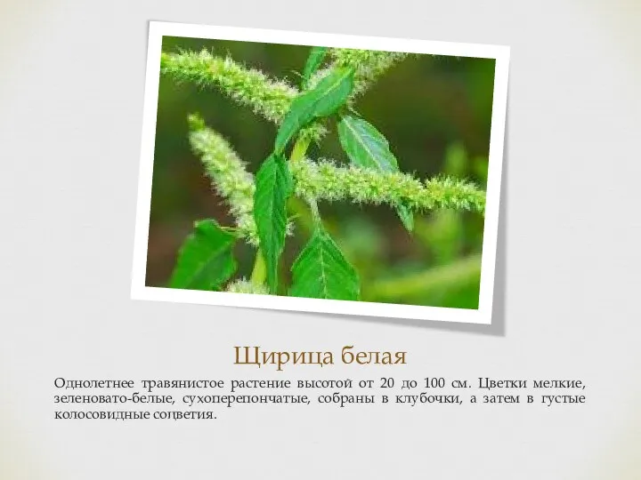 Щирица белая Однолетнее травянистое растение высотой от 20 до 100