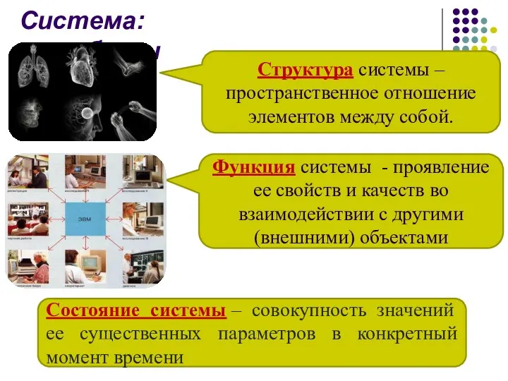 Структура системы – пространственное отношение элементов между собой. Функция системы