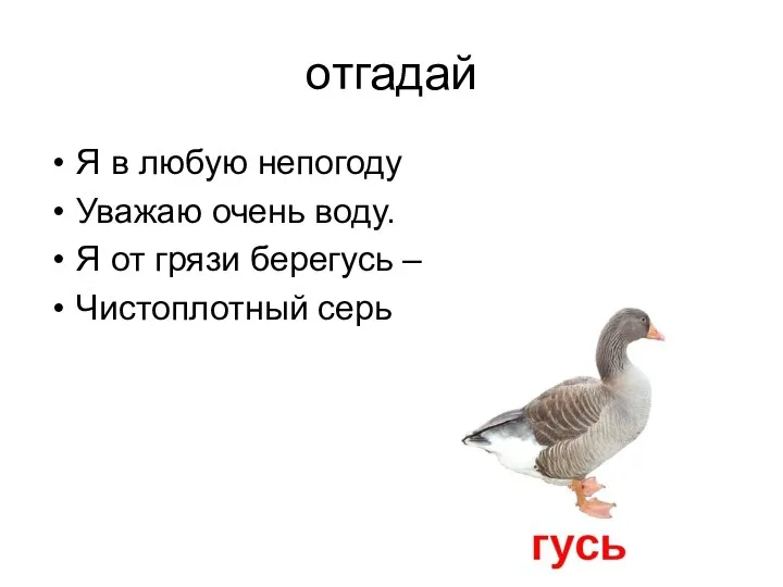 отгадай Я в любую непогоду Уважаю очень воду. Я от грязи берегусь – Чистоплотный серый... (гусь).