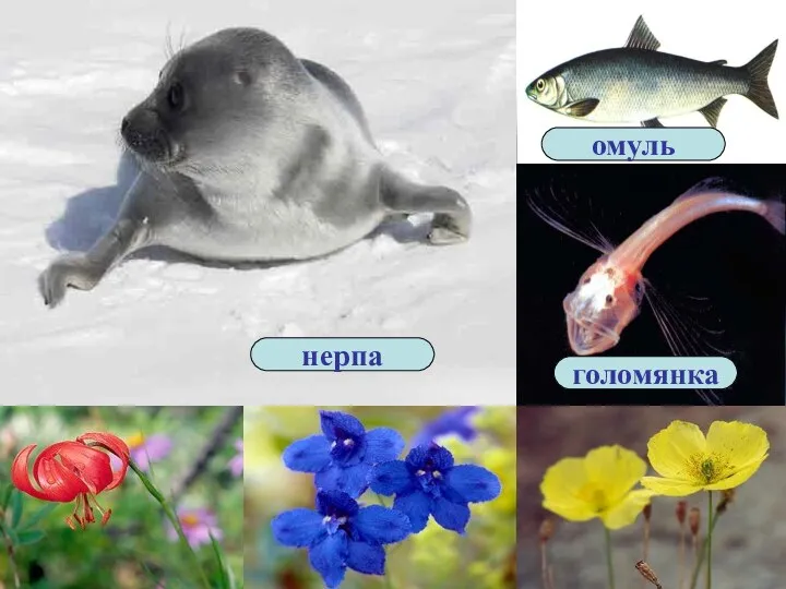 На Байкале обитает более тысячи эндемичных - уникальных растений, рыб и животных. голомянка омуль нерпа