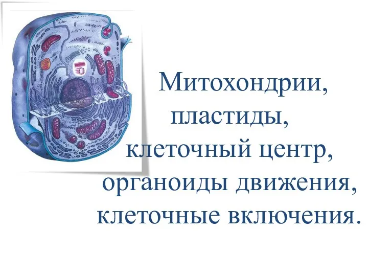 Митохондрии, пластиды, клеточный центр, органоиды движения, клеточные включения.