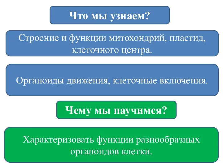 Строение и функции митохондрий, пластид, клеточного центра. Что мы узнаем?