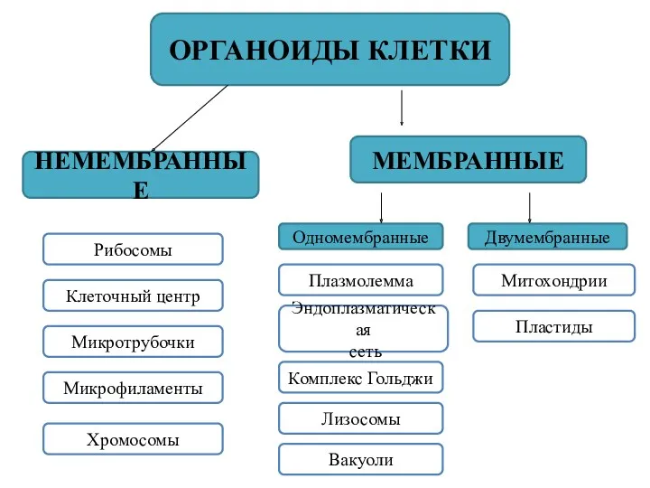 ОРГАНОИДЫ КЛЕТКИ НЕМЕМБРАННЫЕ МЕМБРАННЫЕ Одномембранные Двумембранные Рибосомы Клеточный центр Микротрубочки