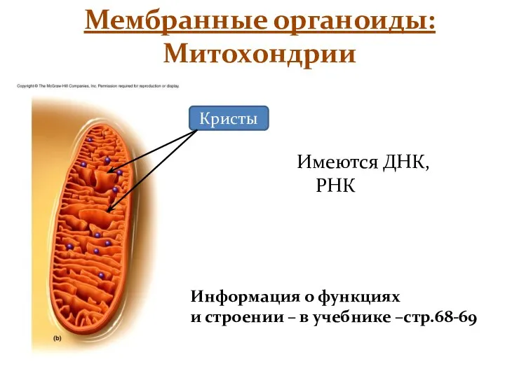 Мембранные органоиды: Митохондрии Информация о функциях и строении – в учебнике –стр.68-69 Имеются ДНК, РНК Кристы