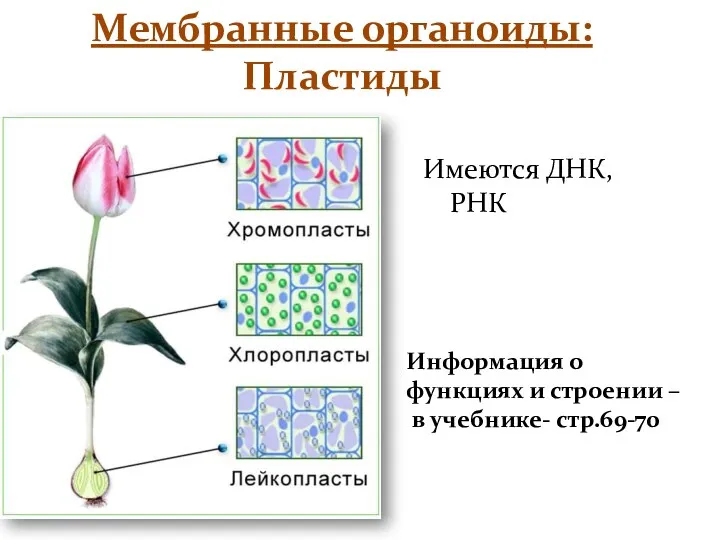 Мембранные органоиды: Пластиды Имеются ДНК, РНК Информация о функциях и строении – в учебнике- стр.69-70