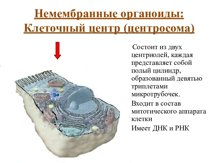 Немембранные органоиды: Клеточный центр (центросома) Состоит из двух центриолей, каждая