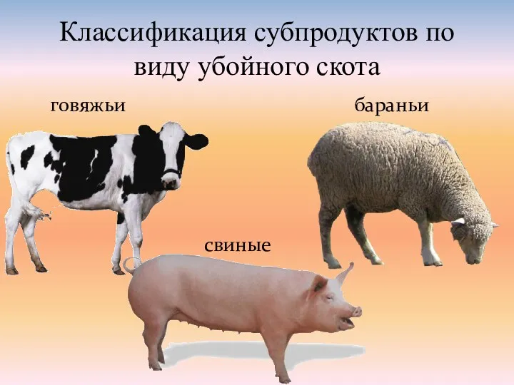 Классификация субпродуктов по виду убойного скота говяжьи бараньи свиные