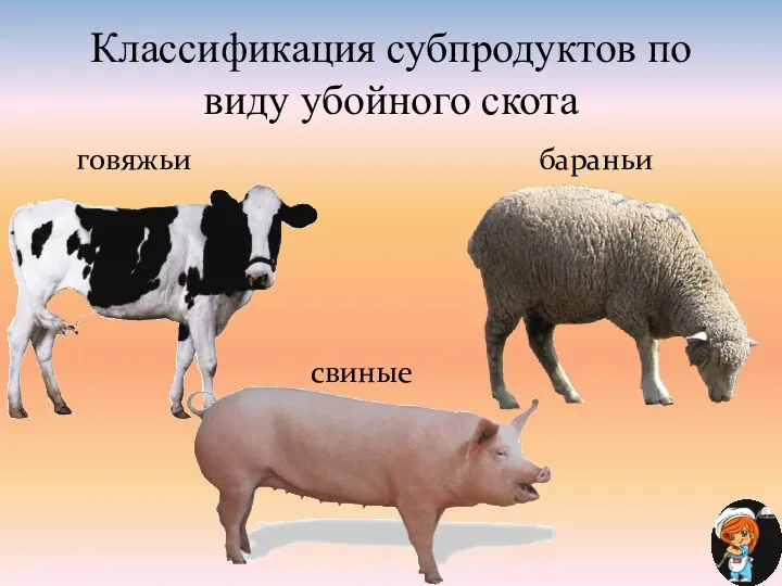 Классификация субпродуктов по виду убойного скота говяжьи бараньи свиные
