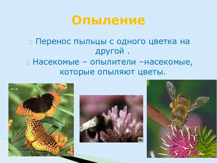 Перенос пыльцы с одного цветка на другой . Насекомые – опылители –насекомые, которые опыляют цветы. Опыление