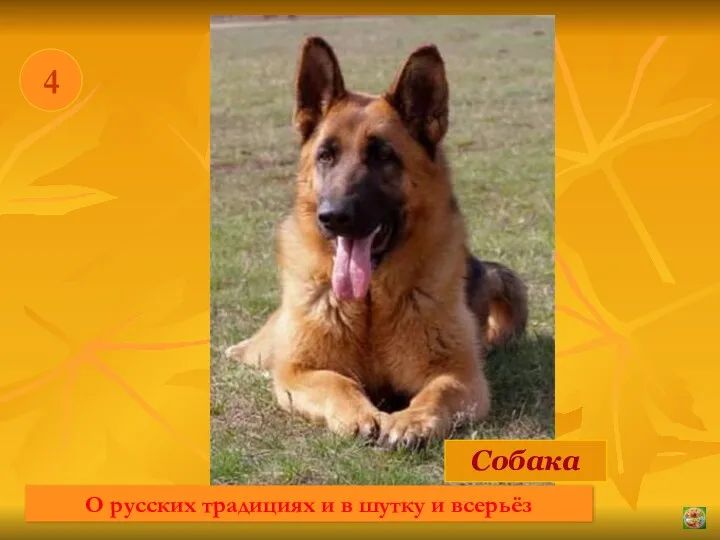* 4 Собака О русских традициях и в шутку и всерьёз