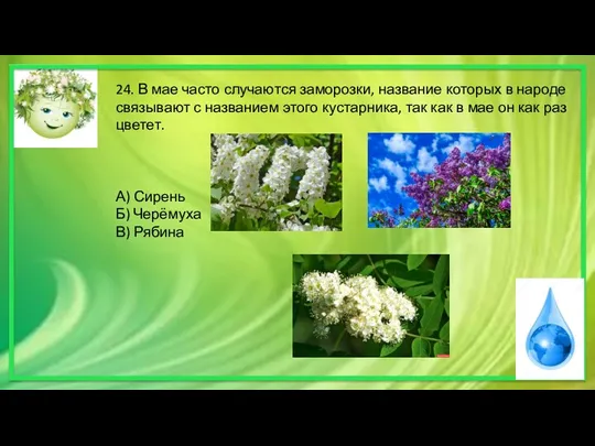 24. В мае часто случаются заморозки, название которых в народе