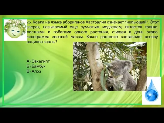 25. Коала на языке аборигенов Австралии означает “непьющий”. Этот зверек,