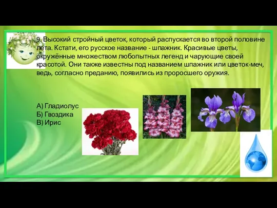 9. Высокий стройный цветок, который распускается во второй половине лета.