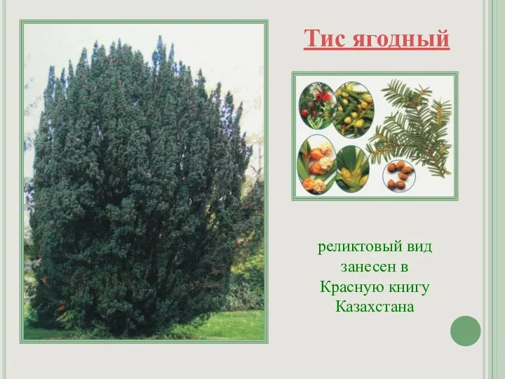 Тис ягодный реликтовый вид занесен в Красную книгу Казахстана