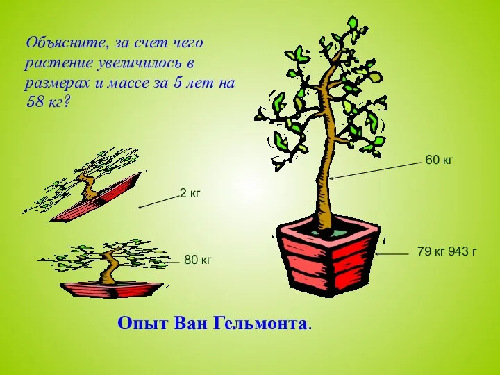 Опыт Ван Гельмонта. Объясните, за счет чего растение увеличилось в