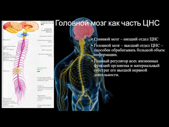 Головной мозг как часть ЦНС Спинной мозг – низший отдел