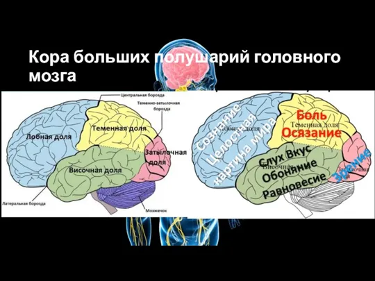 Кора больших полушарий головного мозга