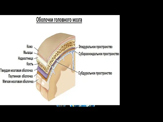 Головной мозг Расположен в полости черепа. Головной мозг покрывают три