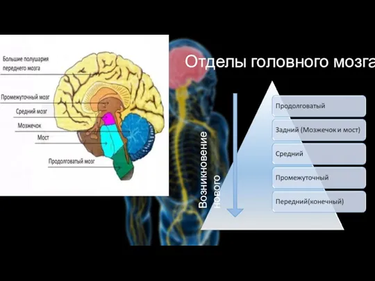 Отделы головного мозга Возникновение нового