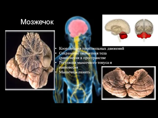 Мозжечок Обеспечивает БЫСТРОТУ непроизвольных движений и ТОЧНОСТЬ произвольных Координация произвольных