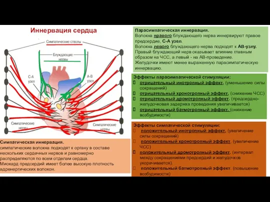 Иннервация сердца Эффекты парасимпатической стимуляции: отрицательный инотропный эффект, (уменьшение силы