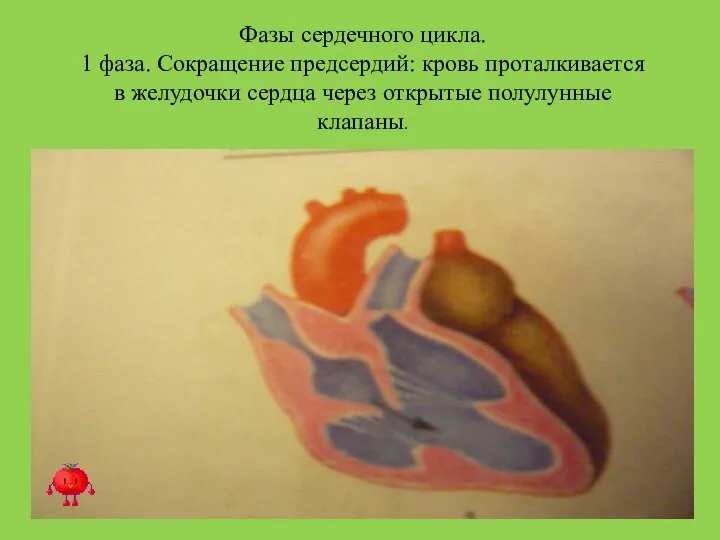 Фазы сердечного цикла. 1 фаза. Сокращение предсердий: кровь проталкивается в желудочки сердца через открытые полулунные клапаны.