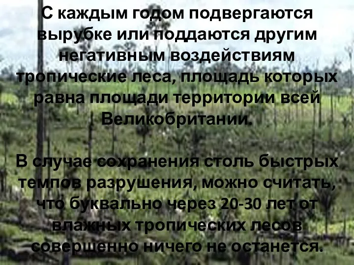 С каждым годом подвергаются вырубке или поддаются другим негативным воздействиям