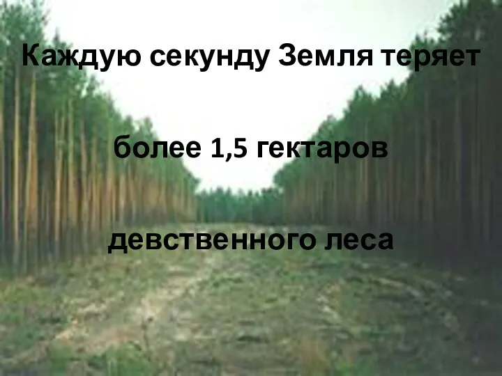 Каждую секунду Земля теряет более 1,5 гектаров девственного леса
