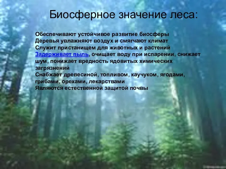 Биосферное значение леса: Обеспечивают устойчивое развитие биосферы Деревья увлажняют воздух