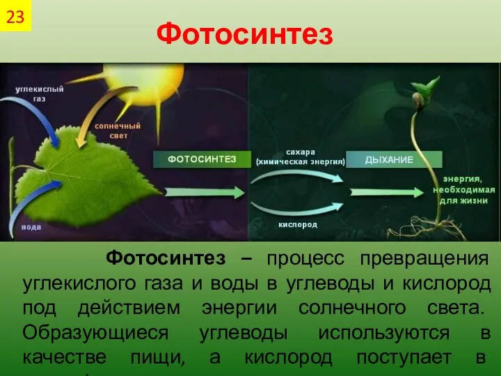 Фотосинтез Фотосинтез – процесс превращения углекислого газа и воды в