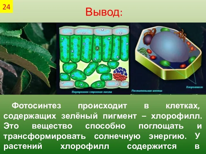 Вывод: Фотосинтез происходит в клетках, содержащих зелёный пигмент – хлорофилл.
