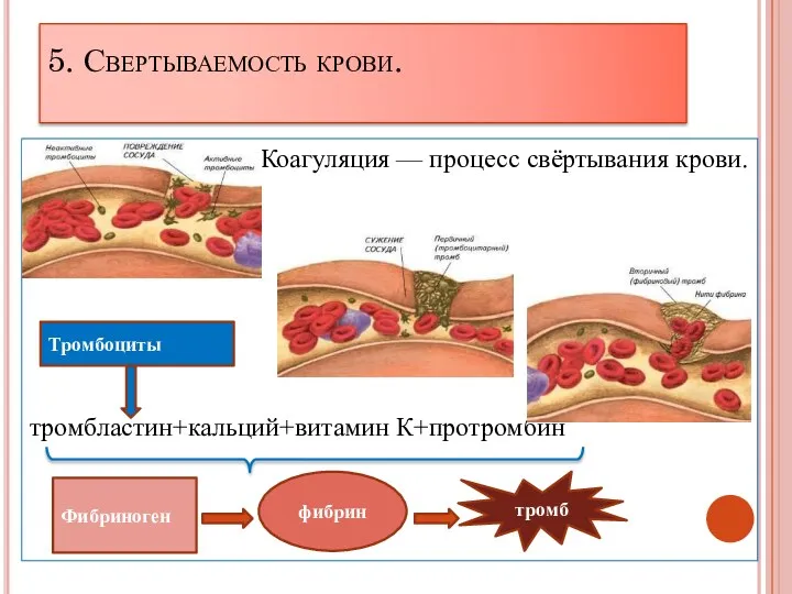 5. Свертываемость крови. Коагуляция — процесс свёртывания крови. тромбластин+кальций+витамин К+протромбин Тромбоциты тромб фибрин Фибриноген