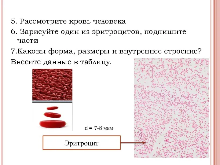 5. Рассмотрите кровь человека 6. Зарисуйте один из эритроцитов, подпишите