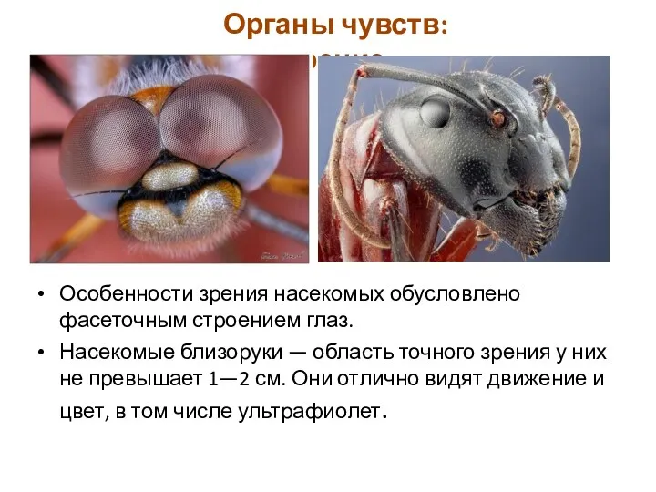 Особенности зрения насекомых обусловлено фасеточным строением глаз. Насекомые близоруки —