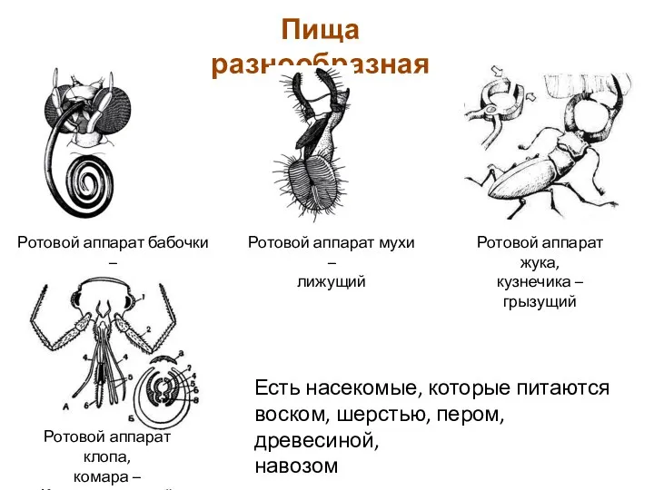 Пища разнообразная Ротовой аппарат бабочки – сосущий Ротовой аппарат мухи