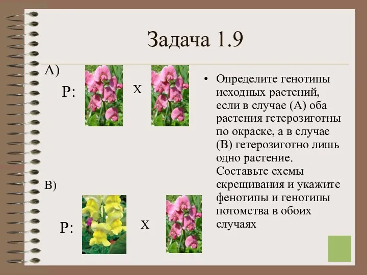 Задача 1.9 Определите генотипы исходных растений, если в случае (А) оба растения гетерозиготны