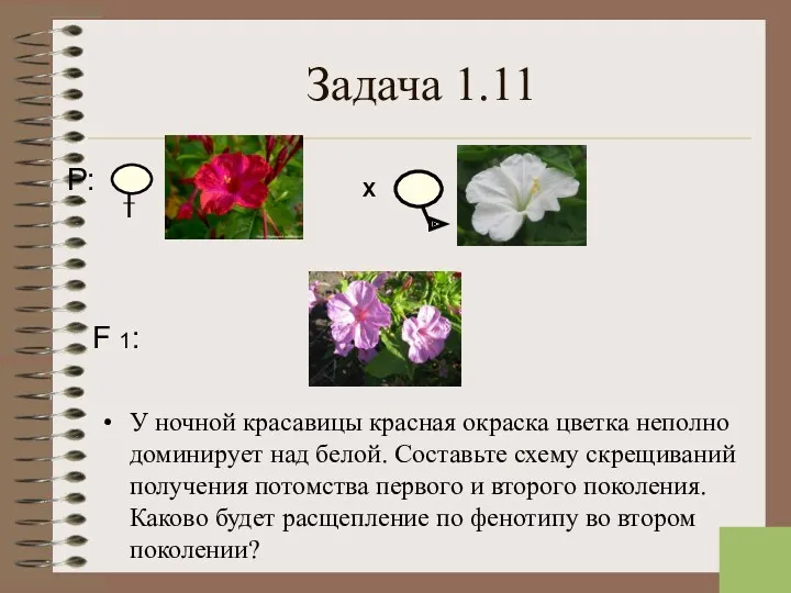 Задача 1.11 У ночной красавицы красная окраска цветка неполно доминирует