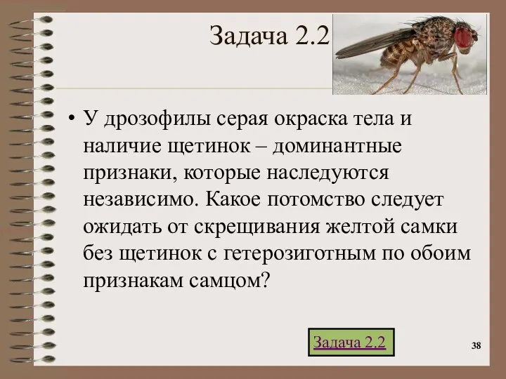 Задача 2.2 У дрозофилы серая окраска тела и наличие щетинок – доминантные признаки,