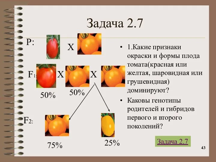 Задача 2.7 1.Какие признаки окраски и формы плода томата(красная или желтая, шаровидная или