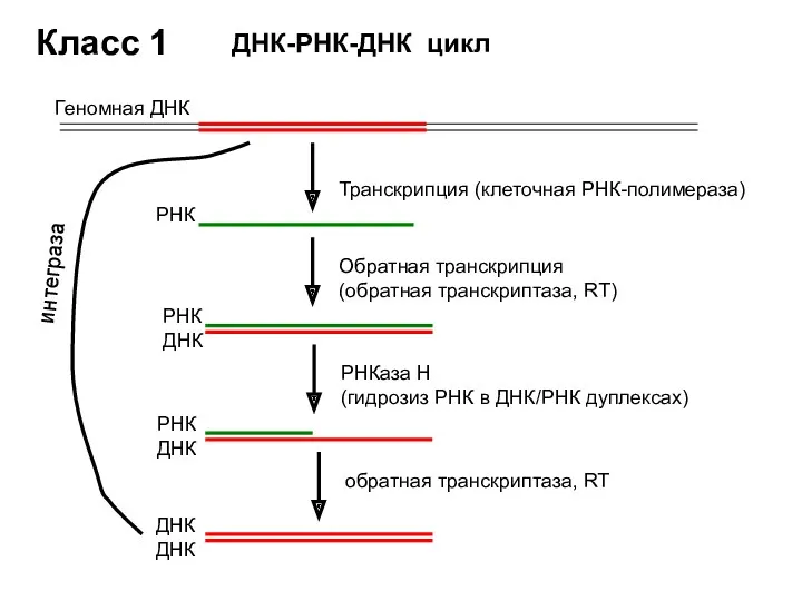 Класс 1 Геномная ДНК Транскрипция (клеточная РНК-полимераза) РНК Обратная транскрипция