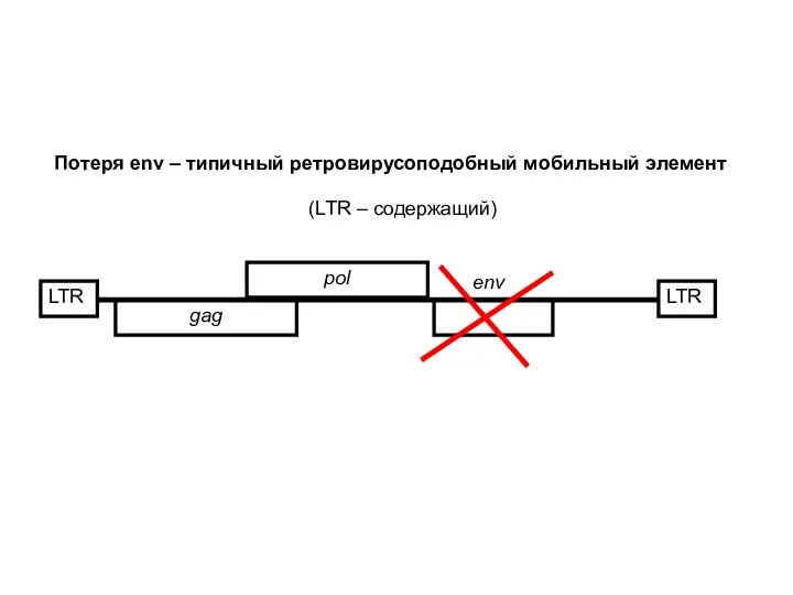 Потеря env – типичный ретровирусоподобный мобильный элемент LTR gag pol LTR env (LTR – содержащий)