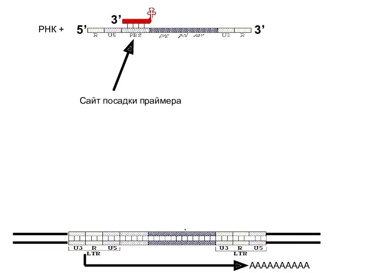 РНК + РНК + ДНК - РНКаза H удаляет РНК