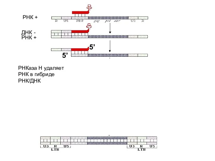 РНК + РНК + ДНК - РНКаза H удаляет РНК в гибриде РНК/ДНК 5’ 5’