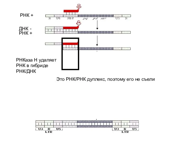 РНК + РНК + ДНК - РНКаза H удаляет РНК